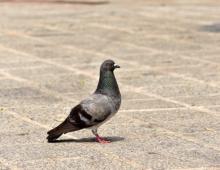 Почему голубь кивает головой при ходьбе Сведения о голубях